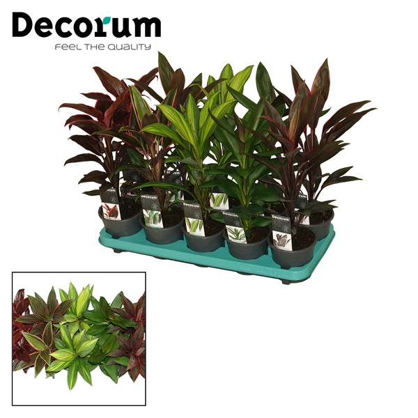 Cordyline MIX 13/45