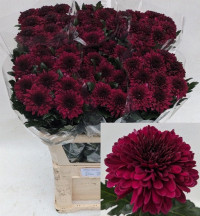 Chr T Bolte Decorum X5